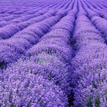 Lavendel Aroma
